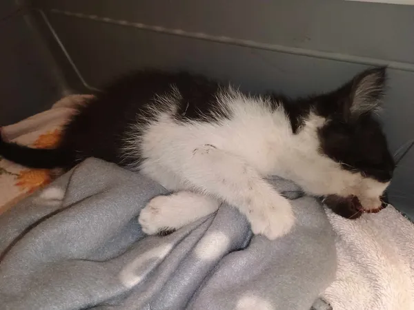 Kot do adopcji, Włocławek, 22 lipca 2024 (1/2)