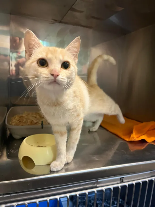 Kot do adopcji, Włocławek, 21 lipca 2024