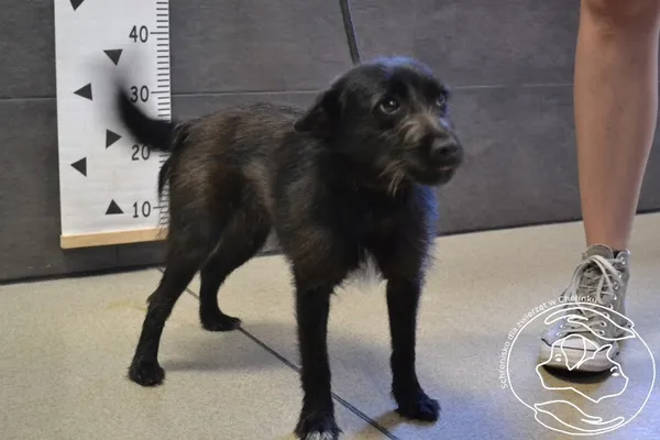 Znaleziono psa, Chełmek, 20 lipca 2024