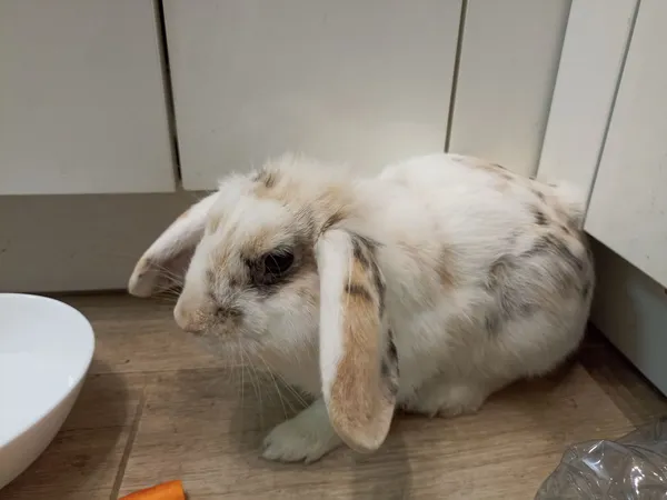 Znaleziono zwierzę, Warszawa, Grochów, 22 lipca 2024