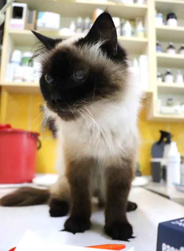 Znaleziono kota, Łódź, 22 lipca 2024 (1/2)