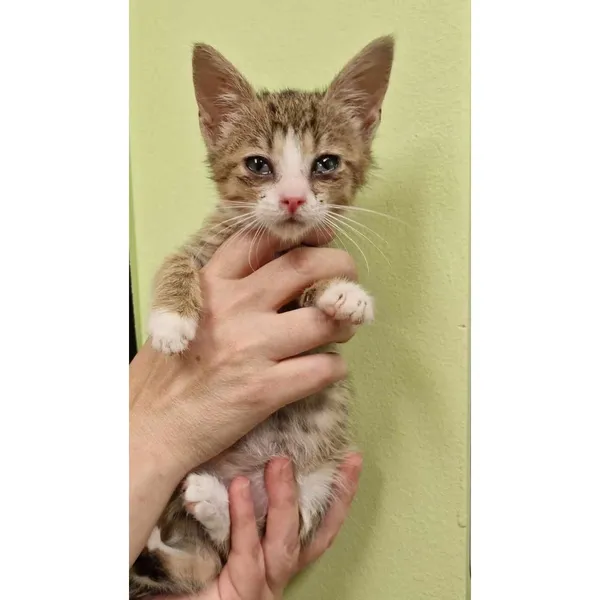 Znaleziono kota, Białystok, 22 lipca 2024