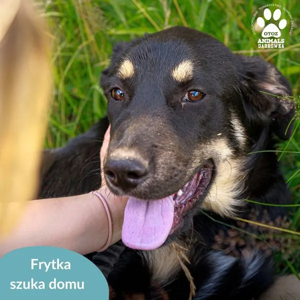 Pies do adopcji, Dąbrówka, 22 lipca 2024 (1/5)