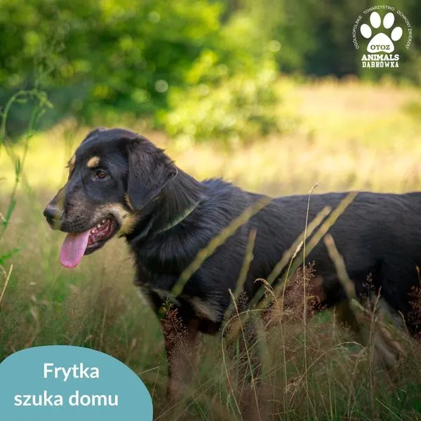 Pies do adopcji, Dąbrówka, 22 lipca 2024 (3/5)