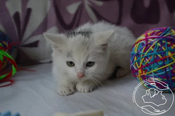 Kot do adopcji, Chełmek, 18 lipca 2024