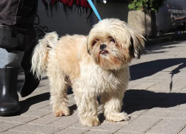 Znaleziono psa, Łódź, 23 lipca 2024 (1/3)