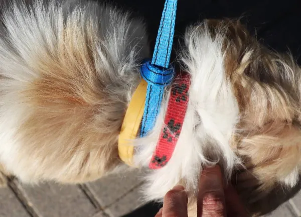 Znaleziono psa, Łódź, 23 lipca 2024 (3/3)