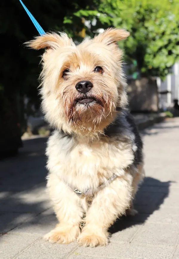 Znaleziono psa, Łódź, 23 lipca 2024 (2/4)