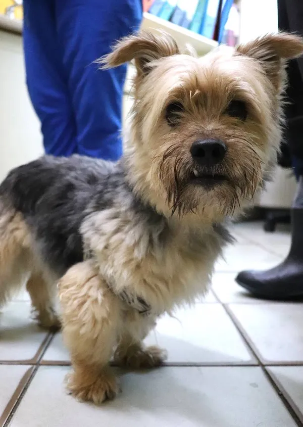 Znaleziono psa, Łódź, 23 lipca 2024 (3/4)