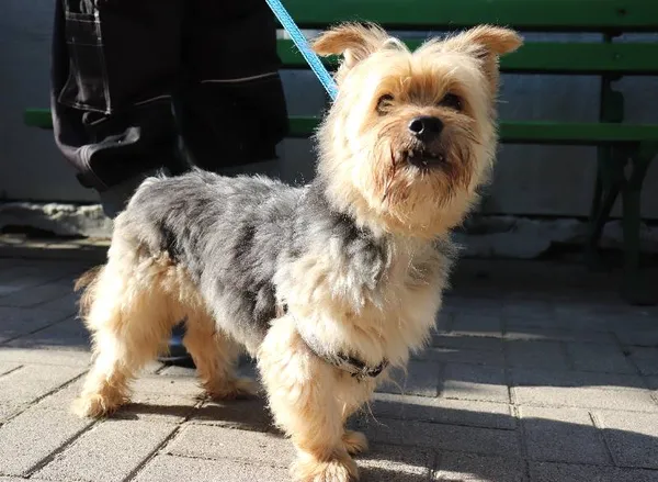 Znaleziono psa, Łódź, 23 lipca 2024 (4/4)