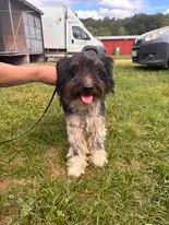 Znaleziono psa, Czartki, 23 lipca 2024