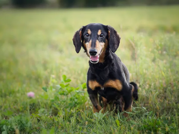 Pies do adopcji, Racławice, 18 lipca 2024 (2/5)