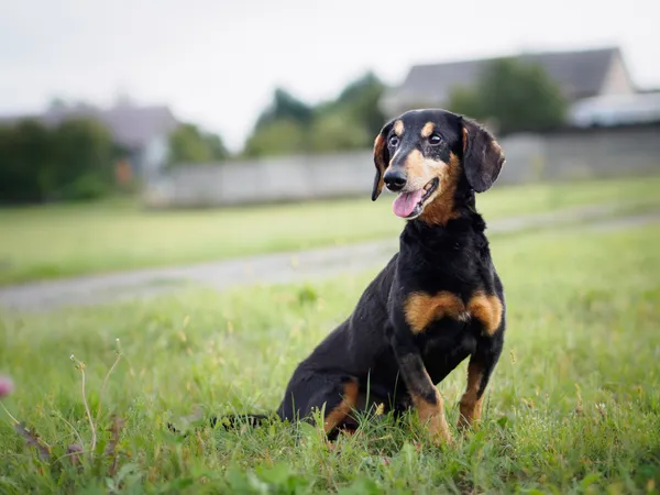 Pies do adopcji, Racławice, 18 lipca 2024 (3/5)