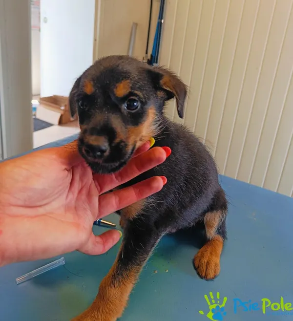 Pies do adopcji, Racławice, 18 lipca 2024 (1/5)