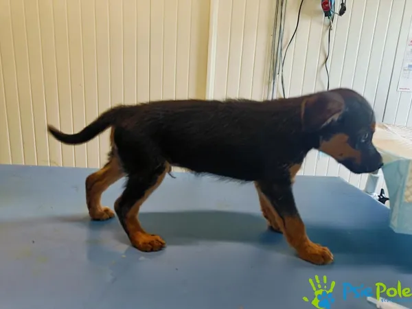 Pies do adopcji, Racławice, 18 lipca 2024 (2/5)