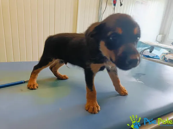 Pies do adopcji, Racławice, 18 lipca 2024 (3/5)