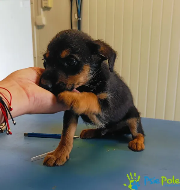 Pies do adopcji, Racławice, 18 lipca 2024 (4/5)