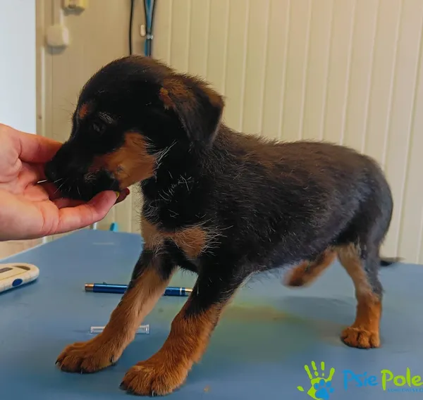 Pies do adopcji, Racławice, 18 lipca 2024 (5/5)