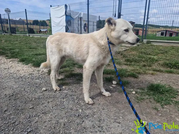 Pies do adopcji, Racławice, 19 lipca 2024 (1/5)