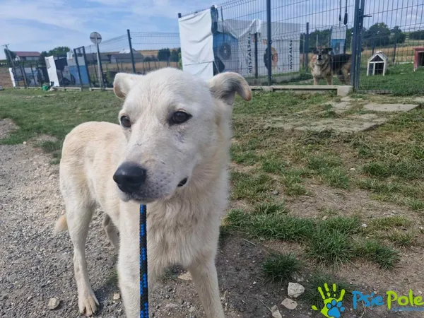 Pies do adopcji, Racławice, 19 lipca 2024 (4/5)