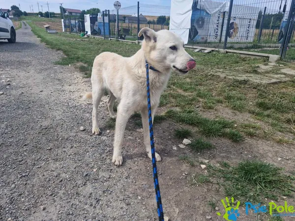 Pies do adopcji, Racławice, 19 lipca 2024 (5/5)