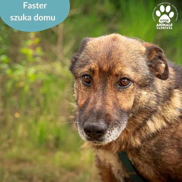 Pies do adopcji, Dąbrówka, 23 lipca 2024 (1/5)