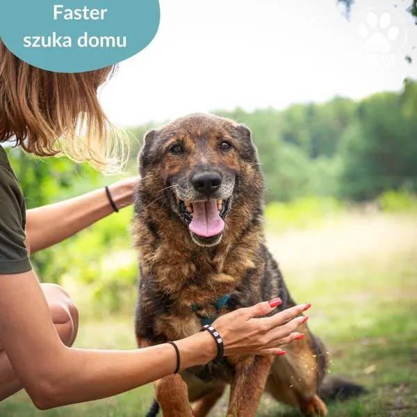 Pies do adopcji, Dąbrówka, 23 lipca 2024 (3/5)