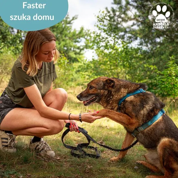 Pies do adopcji, Dąbrówka, 23 lipca 2024 (4/5)