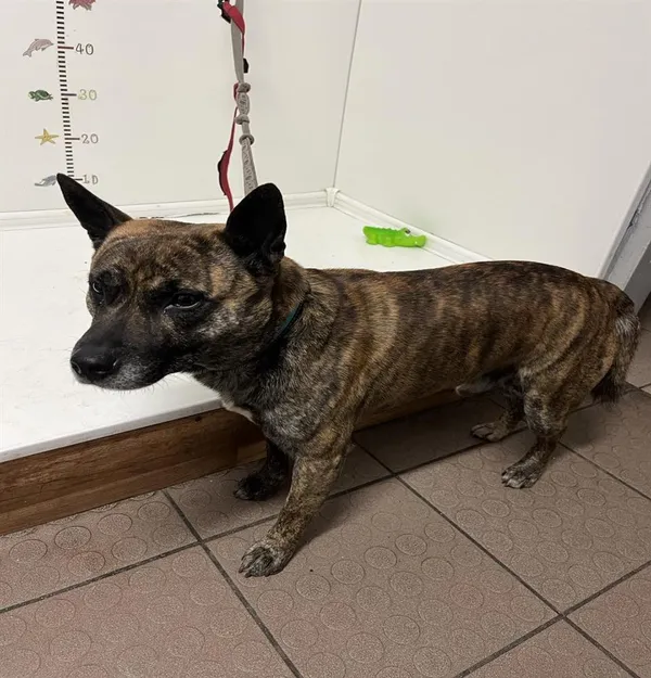 Znaleziono psa, Bytom, 23 lipca 2024 (1/2)