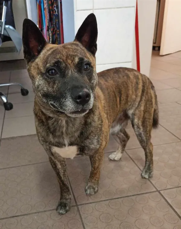 Znaleziono psa, Bytom, 23 lipca 2024 (2/2)