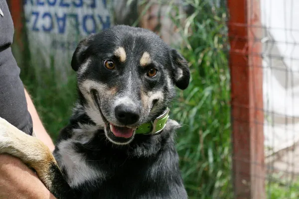 Pies do adopcji, Wałbrzych, 7 lipca 2024 (2/2)