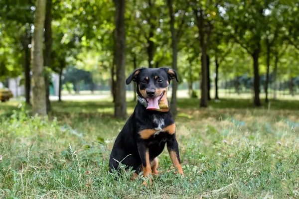 Pies do adopcji, Radom, 23 lipca 2024 (4/5)