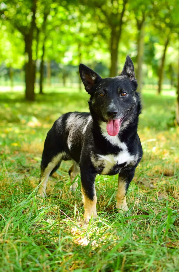 Pies do adopcji, Radom, 23 lipca 2024 (1/5)