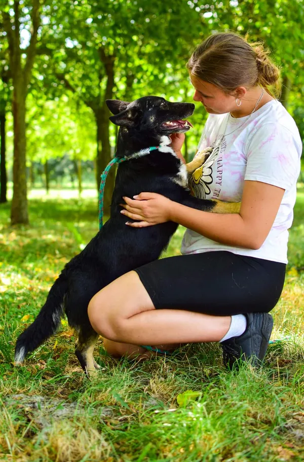 Pies do adopcji, Radom, 23 lipca 2024 (5/5)