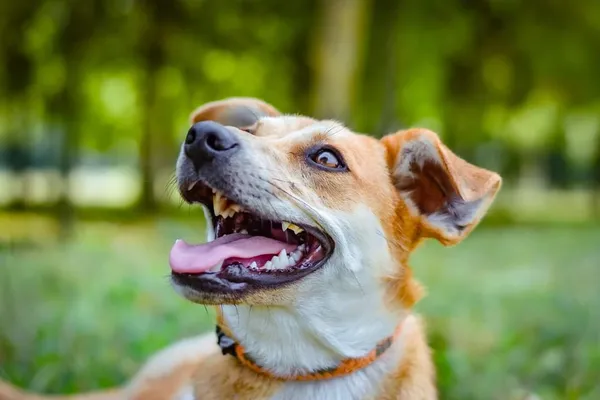 Pies do adopcji, Radom, 23 lipca 2024 (2/5)