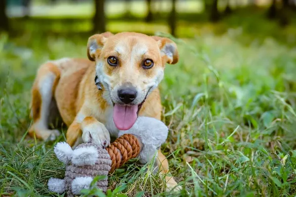 Pies do adopcji, Radom, 23 lipca 2024 (3/5)