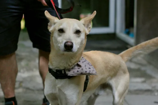 Pies do adopcji, Wałbrzych, 9 lipca 2024 (1/2)