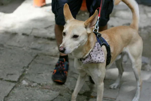 Pies do adopcji, Wałbrzych, 9 lipca 2024 (2/2)