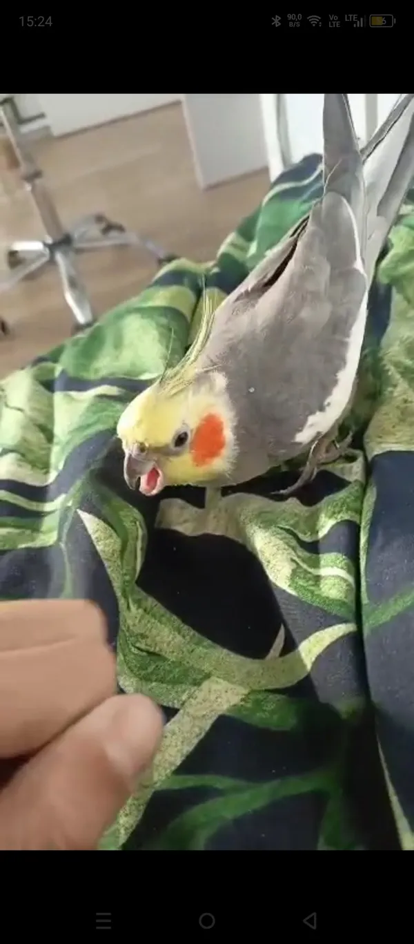 Zagineło zwierzę, Łódź, 23 lipca 2024