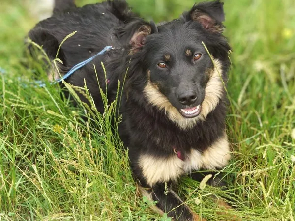 Pies do adopcji, Pawłowo, 23 lipca 2024 (1/2)