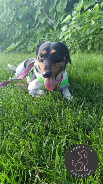 Pies do adopcji, Wolsztyn, 23 lipca 2024