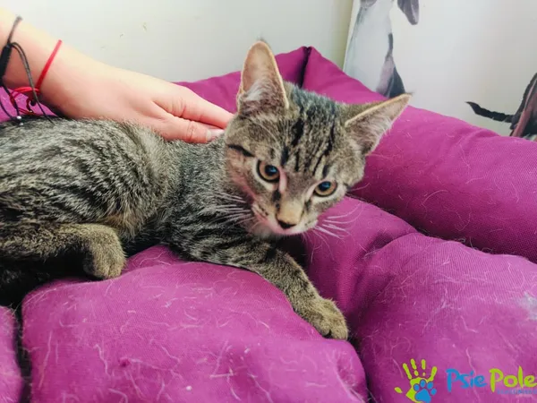 Znaleziono kota, Racławice, 21 lipca 2024 (5/5)