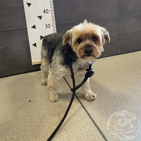 Znaleziono psa, Chełmek, 23 lipca 2024