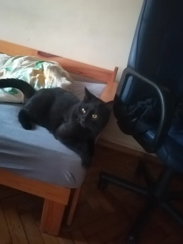 Zaginął kot, Rzgów, 24 lipca 2024 (3/6)