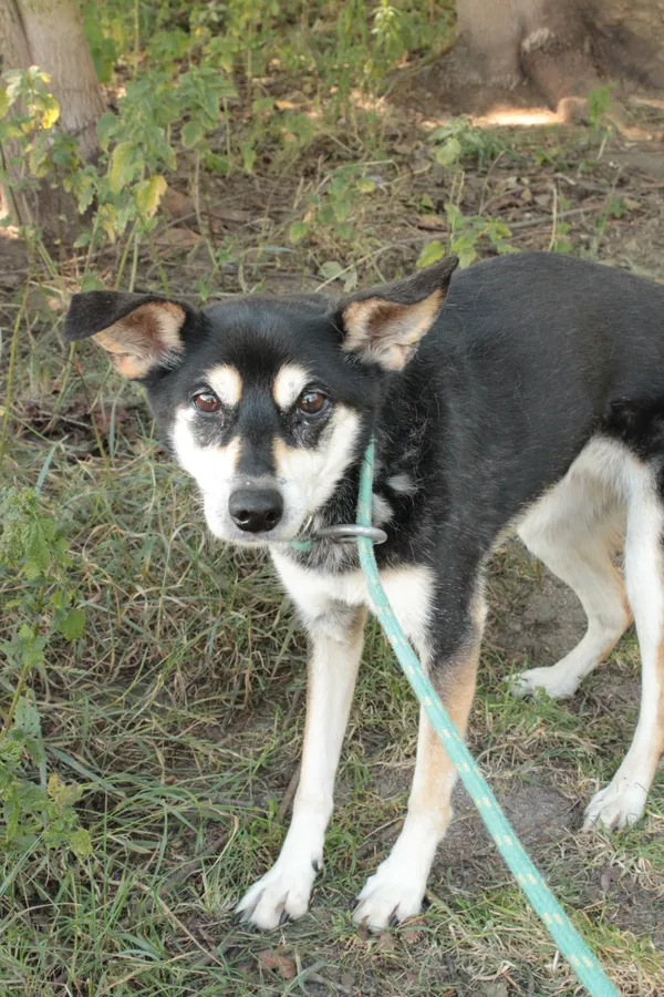 Pies do adopcji, Jelenia Góra, 12 lipca 2024 (2/3)