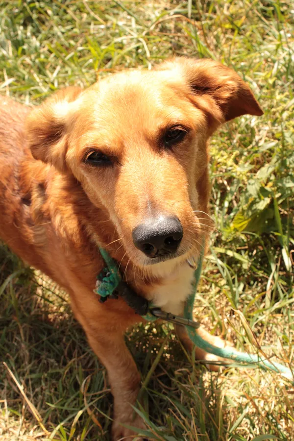 Pies do adopcji, Jelenia Góra, 25 czerwca 2024 (1/3)