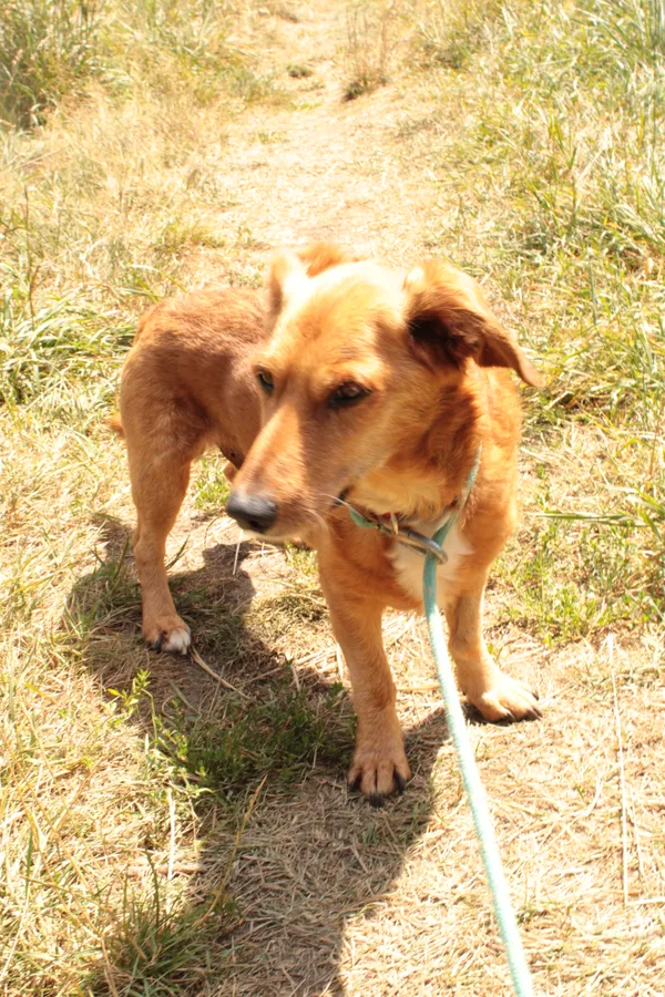 Pies do adopcji, Jelenia Góra, 25 czerwca 2024 (2/3)