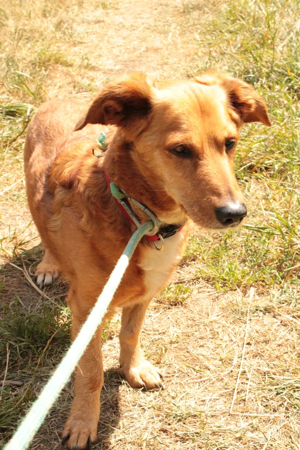 Pies do adopcji, Jelenia Góra, 25 czerwca 2024 (3/3)