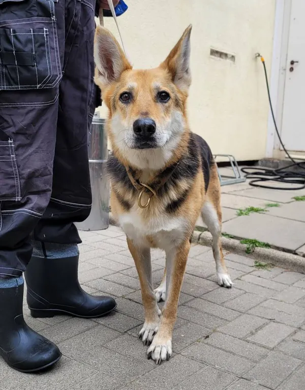 Znaleziono psa, Łódź, 23 lipca 2024 (1/4)