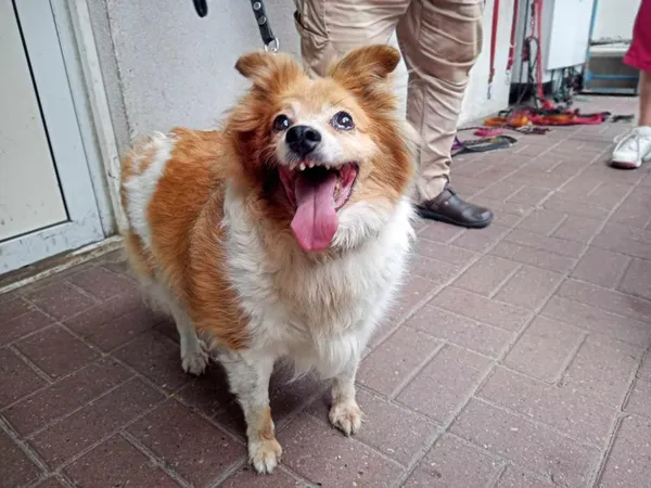 Znaleziono psa, Toruń, 22 lipca 2024